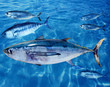 Albacore Thunnus alalunga fish and bluefin tuna
