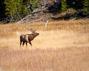 Wall Mural - Bull Elk