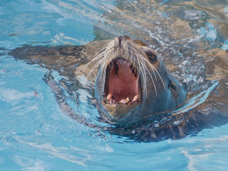 Sea lion swimming