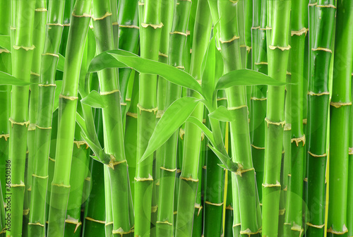 Naklejka na kafelki bamboo