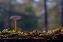 Small Mushroom On Moss