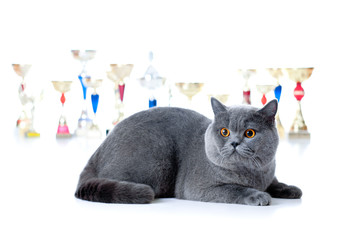 Wall Mural - Champion cat with cups isolated on white