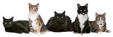 Fototapeta Koty - Group of cats