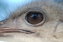 Eyeballing You - Ostrich (Struthio Camelus)
