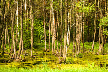  trees growing in the swamp