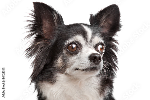 Long Haired Chihuahua Buy This Stock Photo And Explore Similar