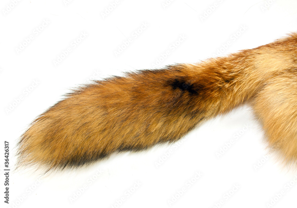 Red Fox tail - obrazy, fototapety, plakaty 