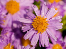Purple Asters In The Autumn