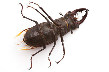 Stag Beetle (male)