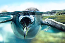 Penguin Is Under Water