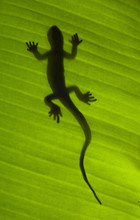 Silhouette Of A Gecko Lizard On A Green Leaf