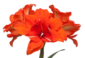 Wall Mural - Hippeastrum double flowering 