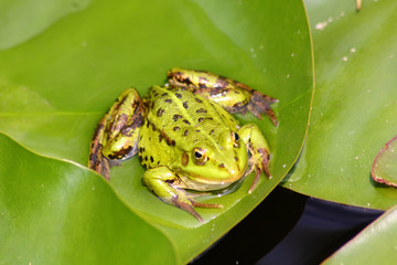 Green frog. Pond.