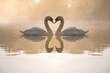 Leinwandbild Motiv Swans forming love heart
