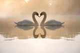 Swans forming love heart
