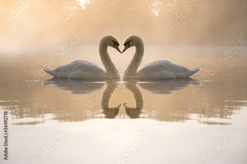 Naklejka - mata magnetyczna na lodówkę Swans forming love heart