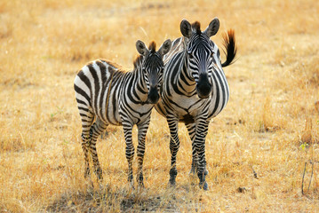 Wall Mural - zebra with foal