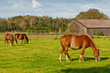 Grazing horses and an old barn
