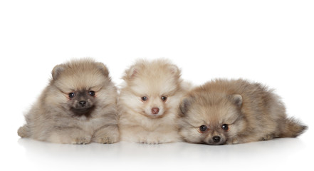 Sticker - Pomeranian Puppies on white background