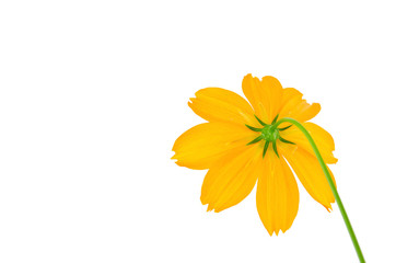 Wall Mural - orange cosmos flower isolated on white background.