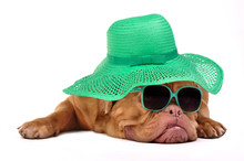 Funny Dog With Hat And Glasses