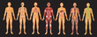 Human Body Systems