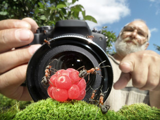 Wall Mural - macro photographer managing  ants