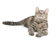 © Tony Campbell - Tabby cat on white