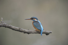 Common Kingfisher ( Alcedo Atthis) Or River Kingfisher