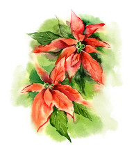 Watercolor -Poinsettia (Bethlehem Star)-