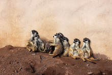 A Meerkat Clan In Palmitos Park, Gran Canaria, Spain