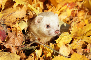 Canvas Print - Ferret in yellow autumn leaves