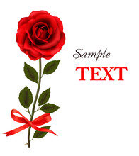 Beautiful Red Rose On A White Background. Vector.