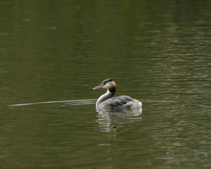 Wall Mural - Grebe