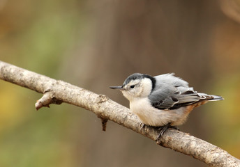 Sticker - White-breasted Nuthatch, Sitta carolinensis