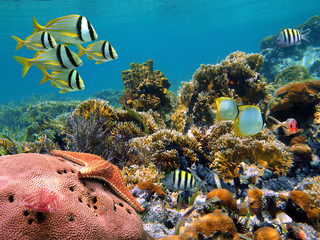 Tropical underwater marine in a thriving coral reef of the Caribbean sea