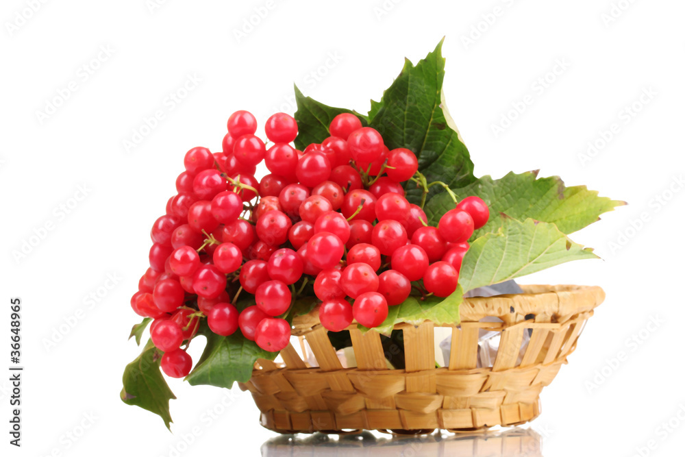 red berries of viburnum in basket isolated on white