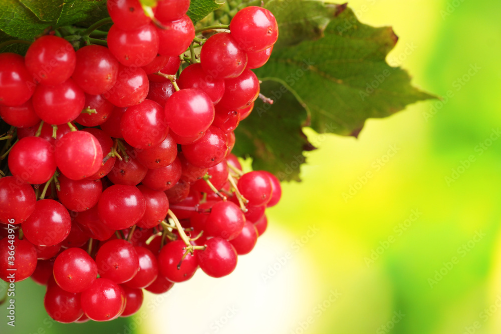 red berries of viburnum on green background
