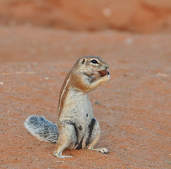 Ground Squirrel (Xerus inaurus)