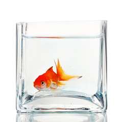 Wall Mural - Goldfish in aquarium isolated on white