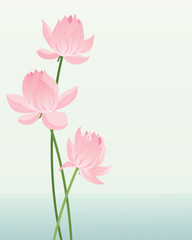 Wall Mural - lotus blossom