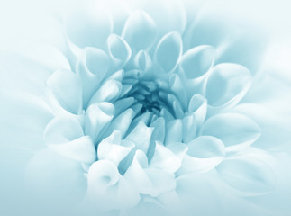 Soft blue flower