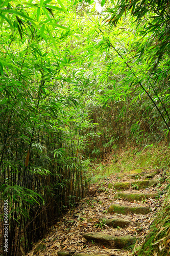 Naklejka - mata magnetyczna na lodówkę bamboo forest path