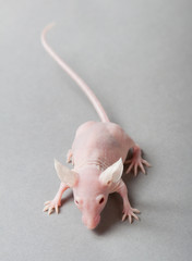 Wall Mural - hairless mouse