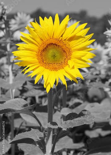 Naklejka na szybę jaune tournesol