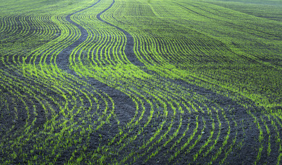 Plowed field