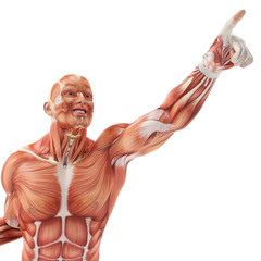 muscle man pointing to the sky