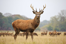 Portrait Of Majestic Red Deer Stag In Autumn Fall