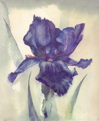 Wall Mural - Watercolor Flower Collection: Iris