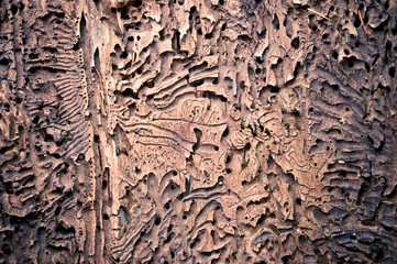 Canvas Print - Bark texture